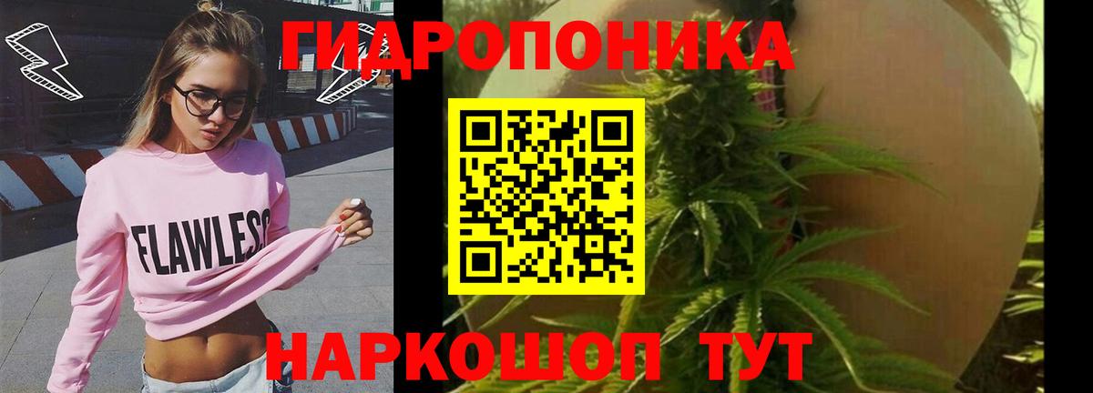 Каннабис планчик Кимры